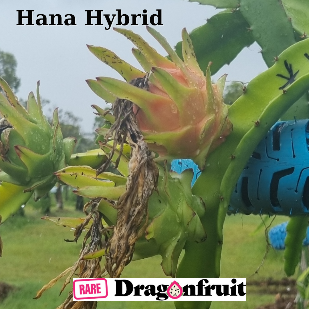 Hana Hybrid – Hylocereus monacanthus. Dragon Fruit - Rare Dragon Fruit