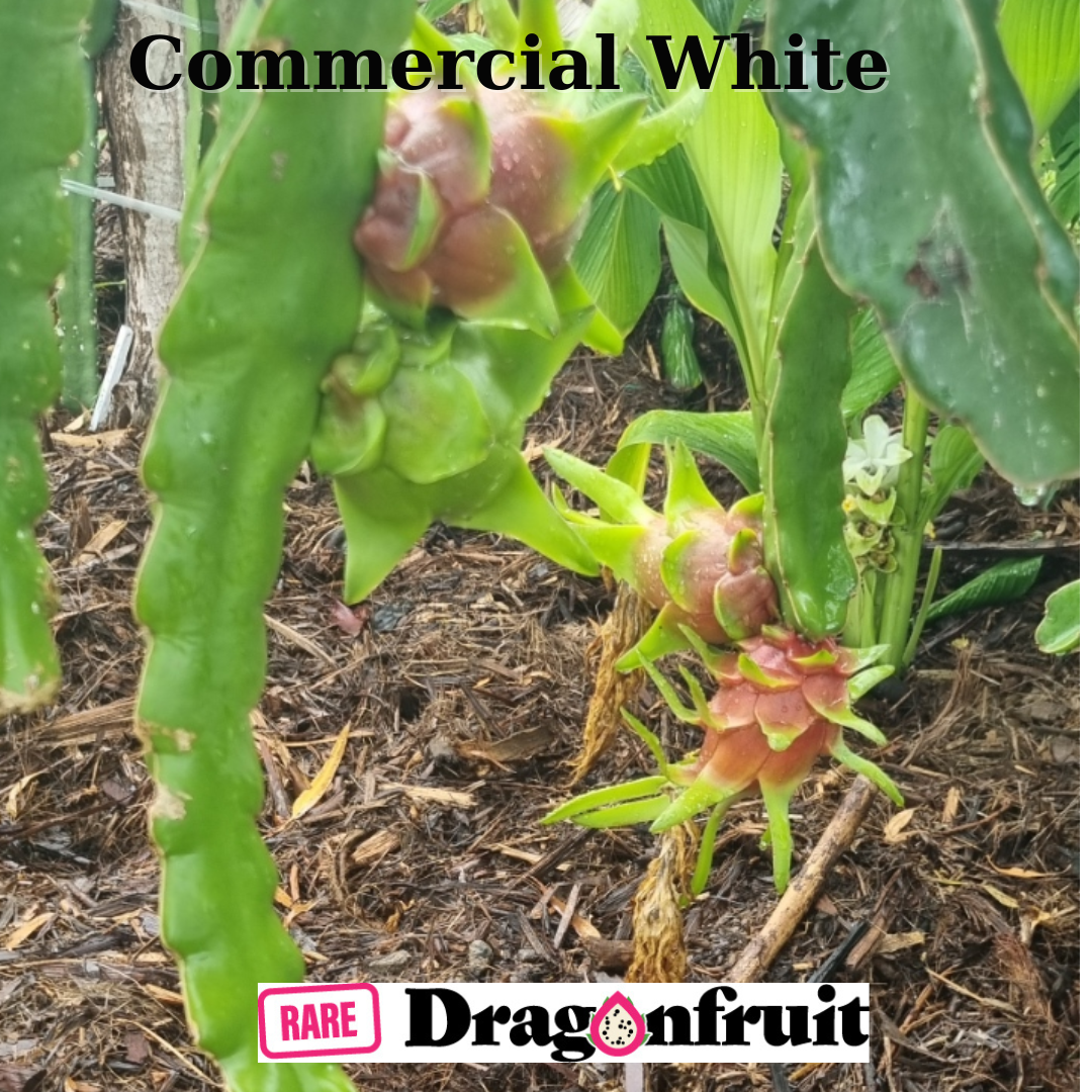 Commercial White Dragon Fruit