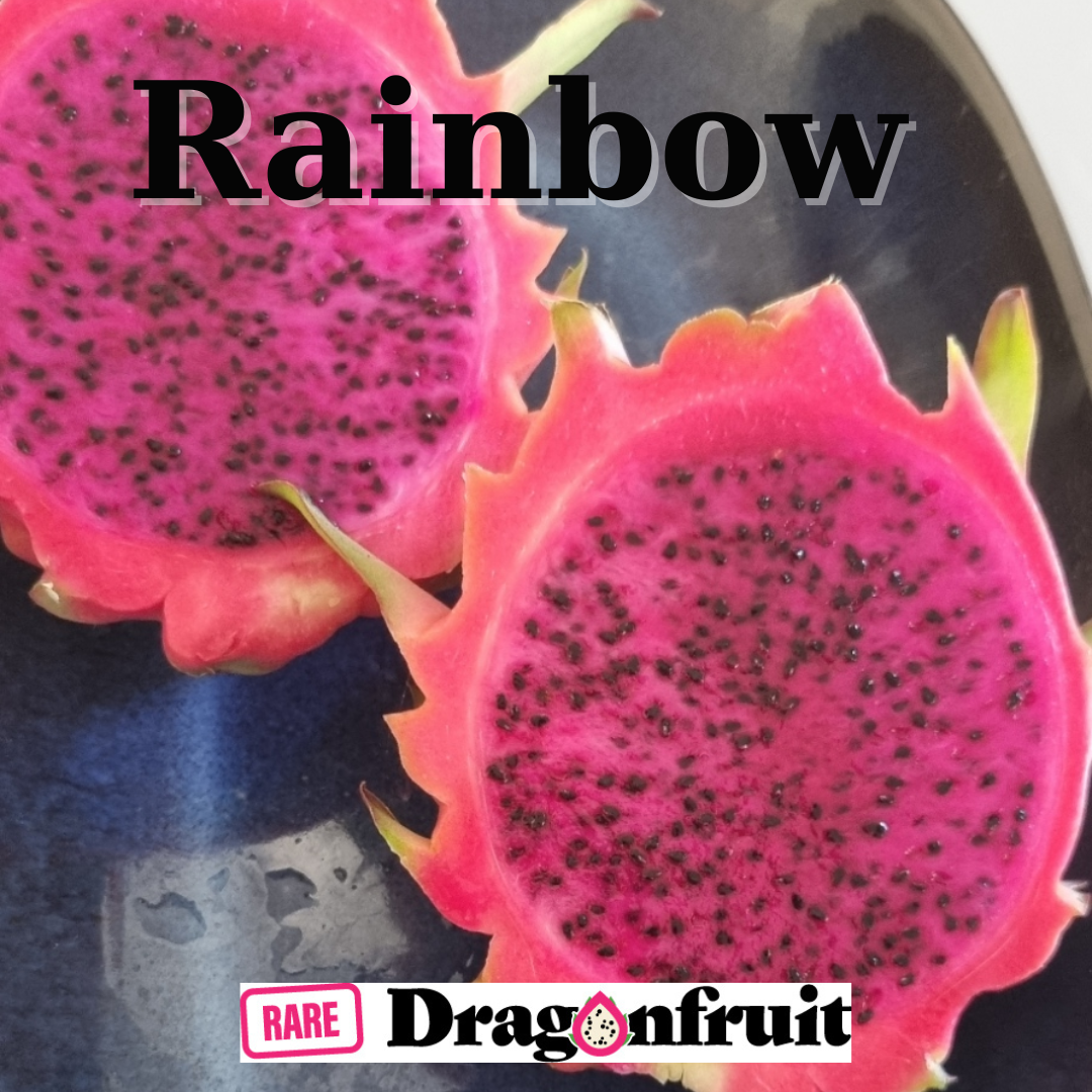 Hybrid of Rainbow Dragon Fruit -H. Undatus hybrid Thailand and the Philippines - Rare Dragon Fruit