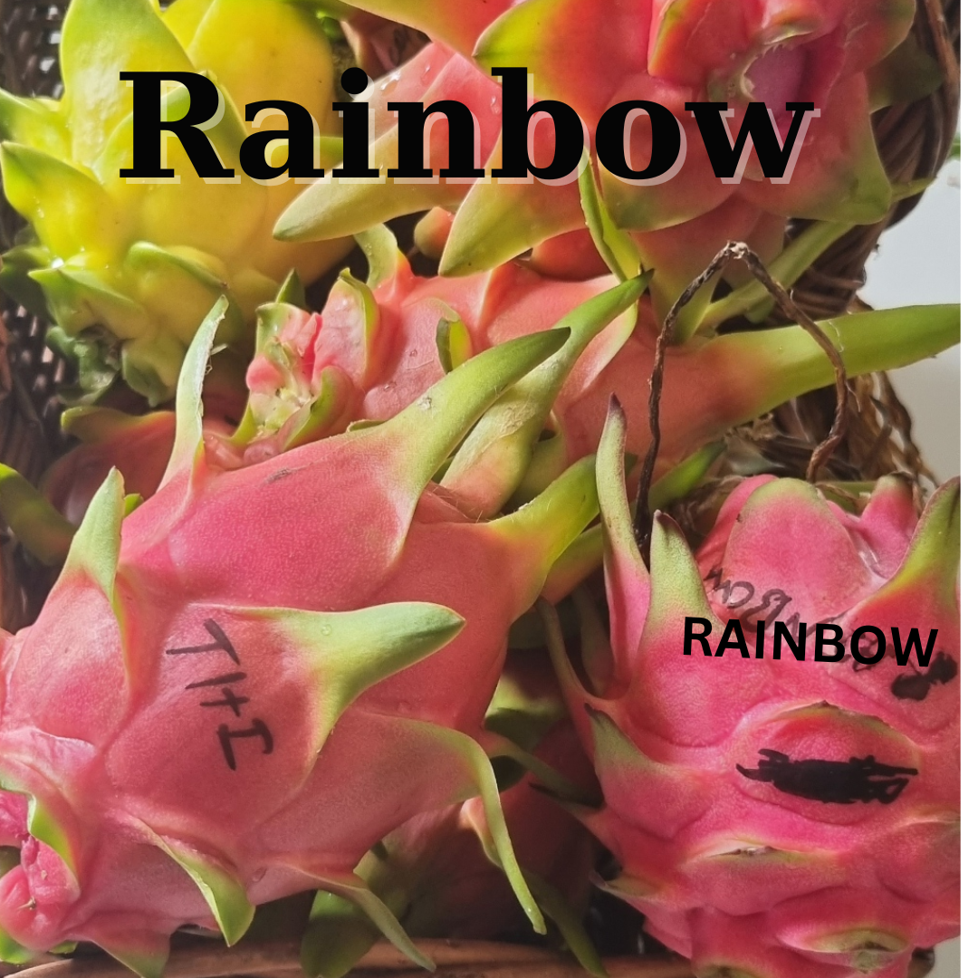 Hybrid of Rainbow Dragon Fruit -H. Undatus hybrid Thailand and the Philippines - Rare Dragon Fruit