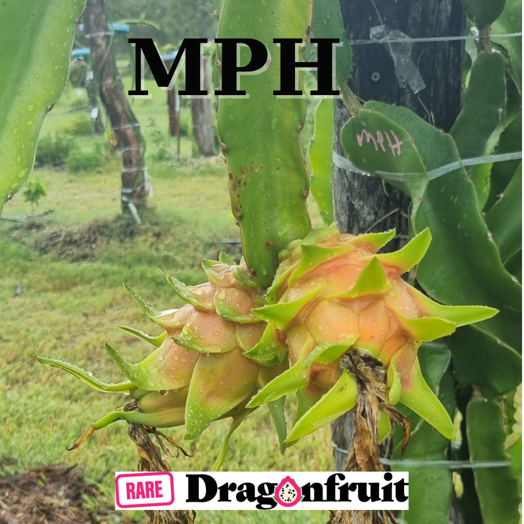 MPH - Monocanthus H.polyrhizus X Dragon Fruit - Rare Dragon Fruit