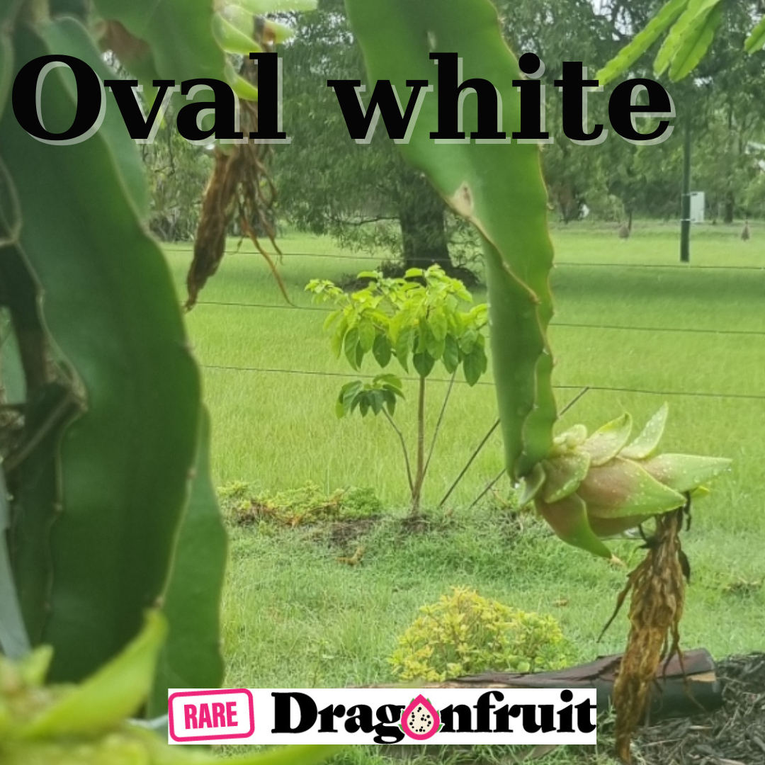 Oval White Dragon Fruit - Rare Dragon Fruit