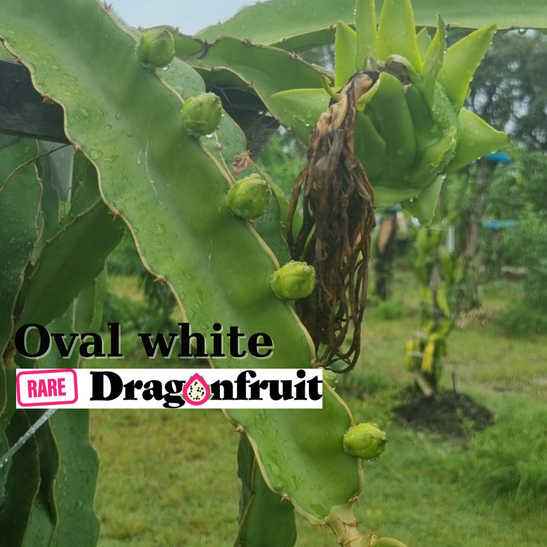 Oval White Dragon Fruit - Rare Dragon Fruit