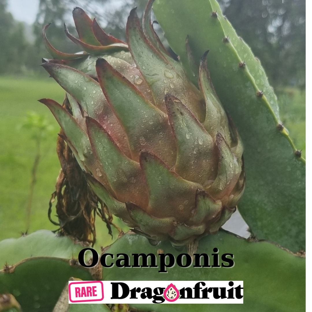 Ocamponis -Hylocereus ocamponis Illonois Dragon Fruit Plant - Rare Dragon Fruit