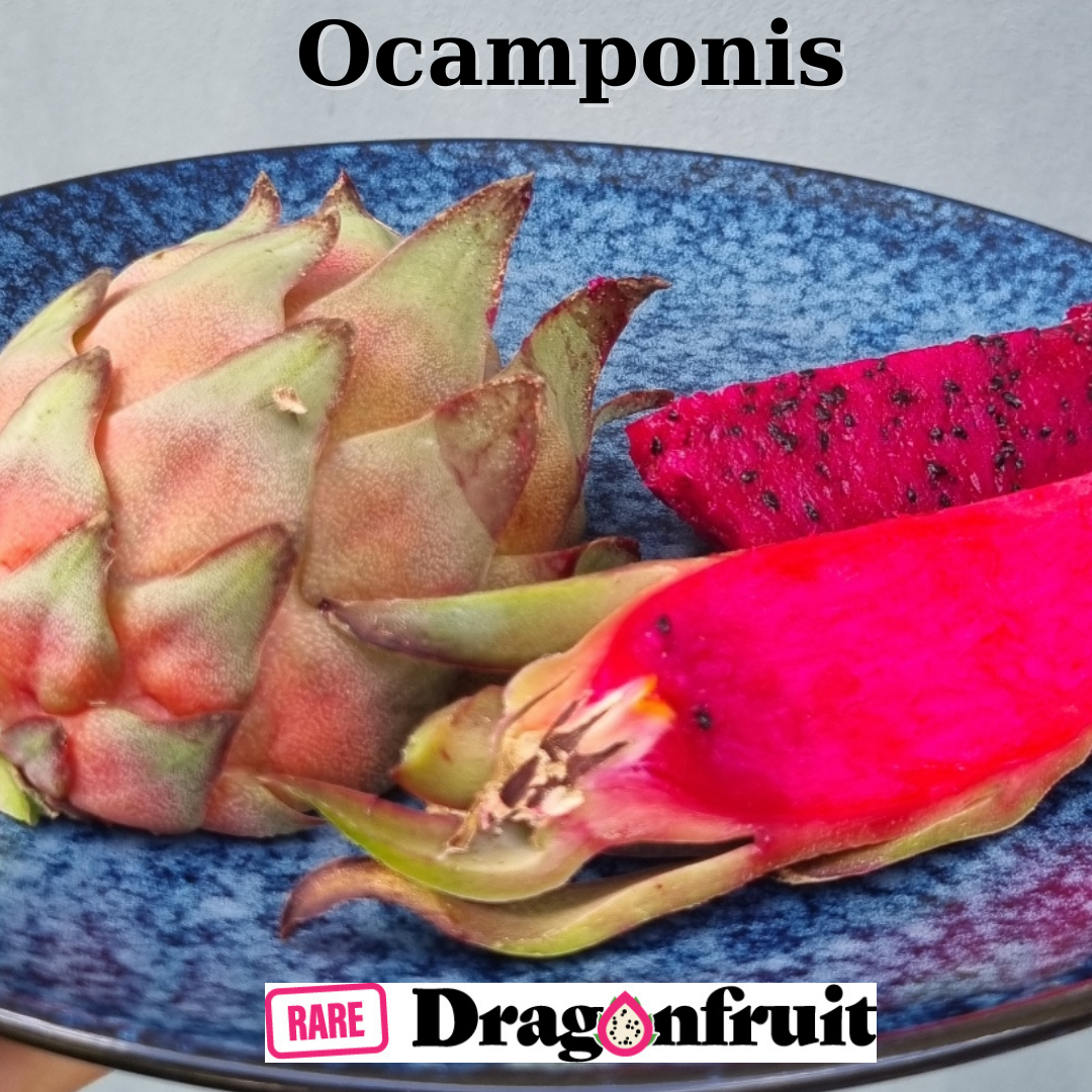 Ocamponis -Hylocereus ocamponis Illonois Dragon Fruit Plant - Rare Dragon Fruit