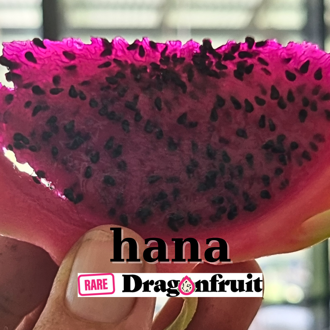 Hana Hybrid – Hylocereus monacanthus. Dragon Fruit - Rare Dragon Fruit