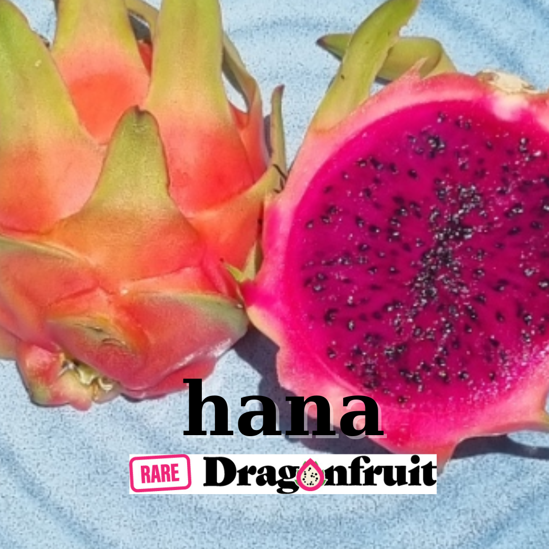 Hana Hybrid – Hylocereus monacanthus. Dragon Fruit - Rare Dragon Fruit