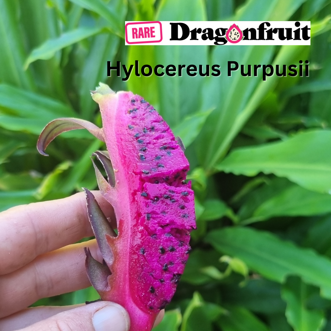 Hylocereus Purpusii Dragon fruit - Rare Dragon Fruit