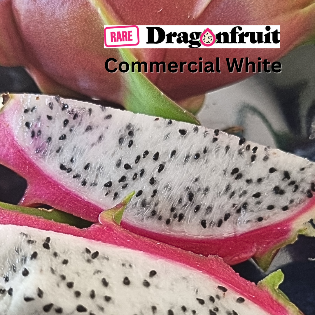 Commercial White Dragon Fruit