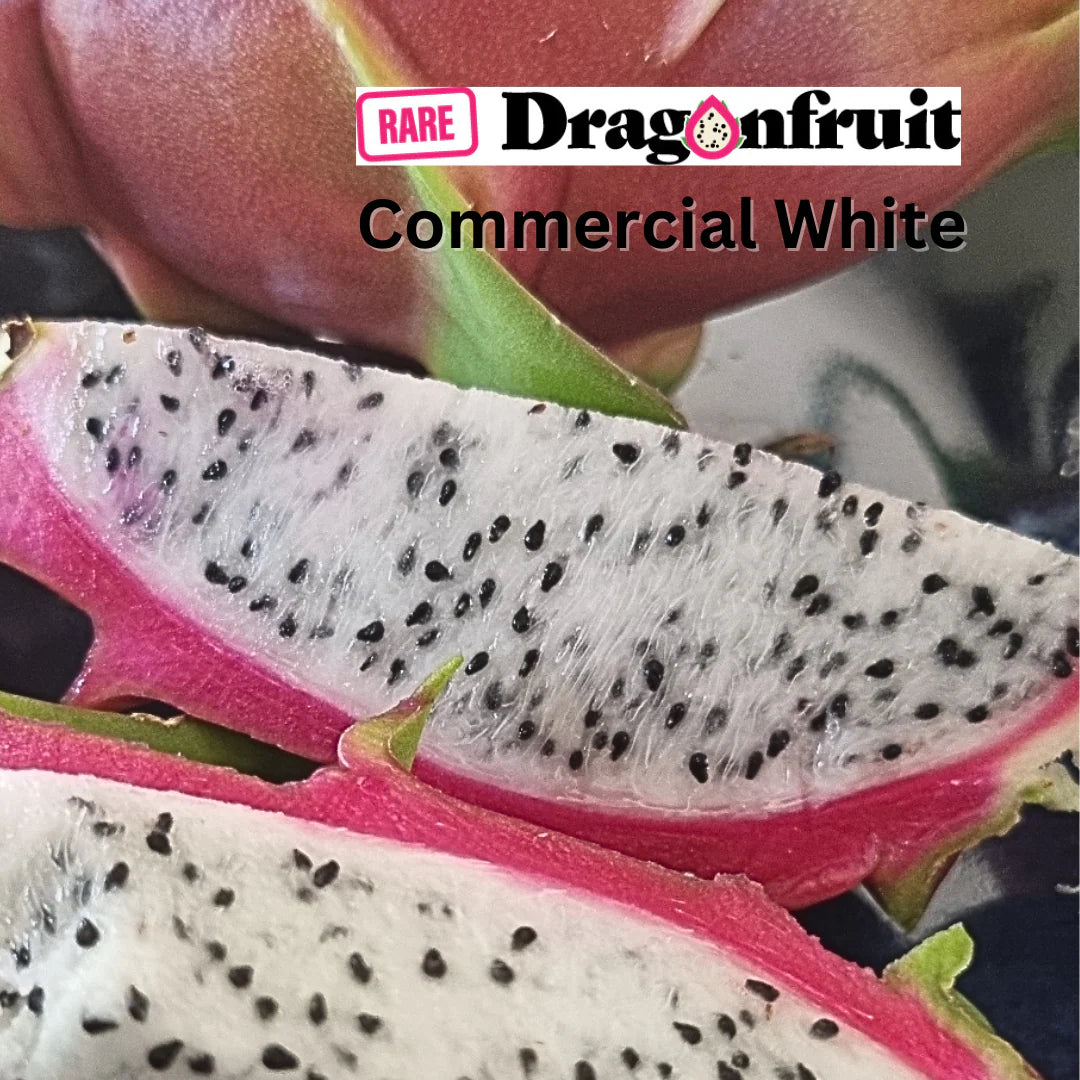 Dragon Fruit Variety Pack – Halley’s Comet, Pink Diamond, Commercial White & Sin Espina