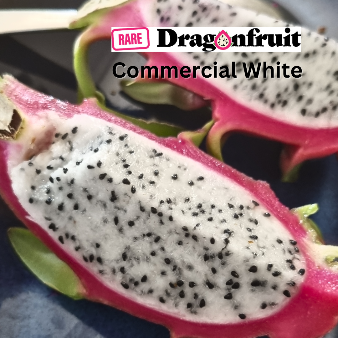 Commercial White Dragon Fruit