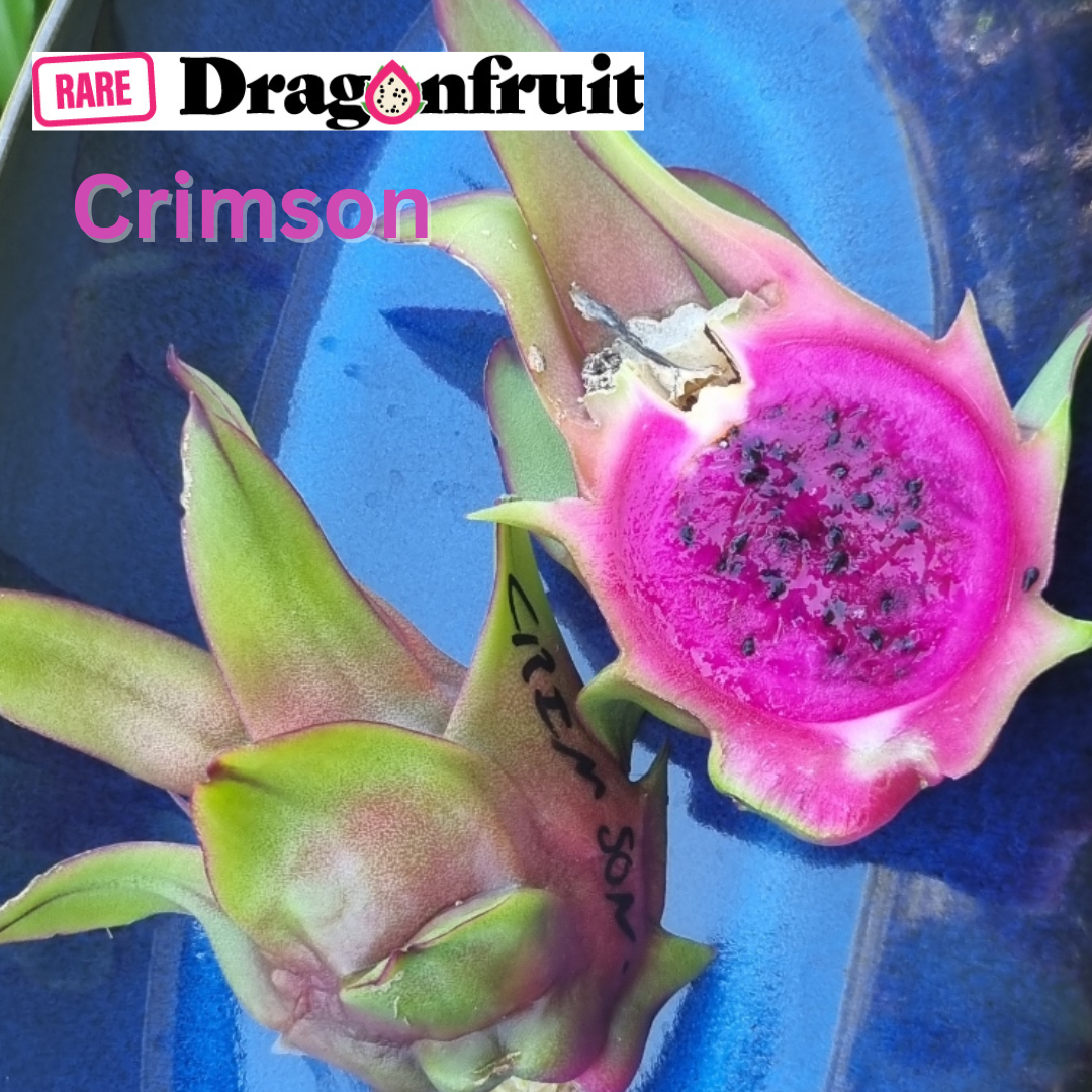 Crimson Dragon fruit - Rare Dragon Fruit