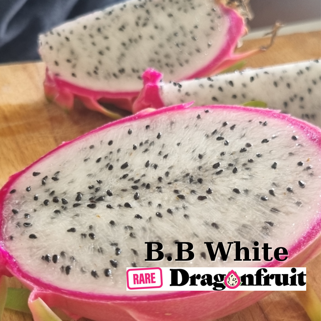 B B White Dragon fruit - Rare Dragon Fruit