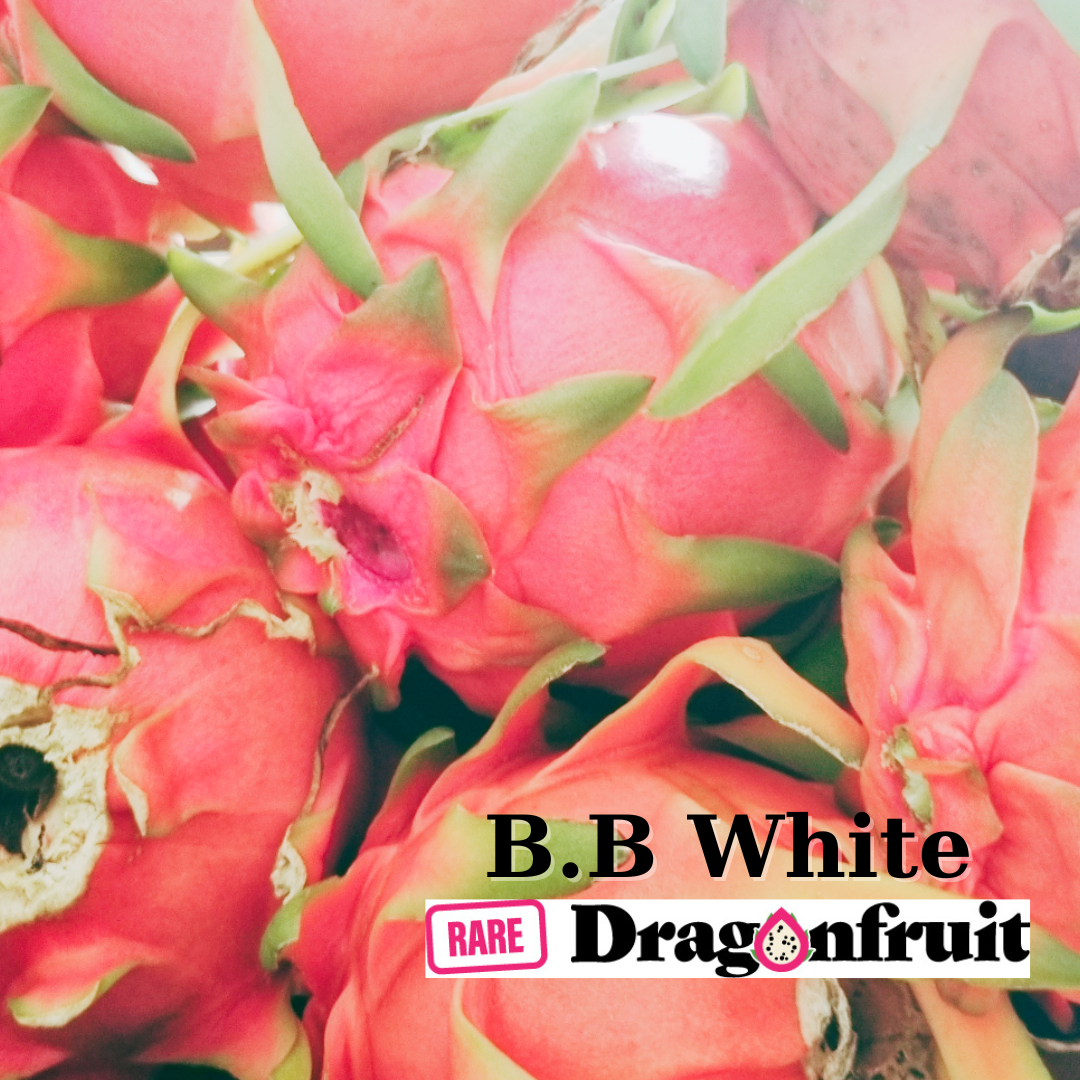 B B White Dragon fruit - Rare Dragon Fruit