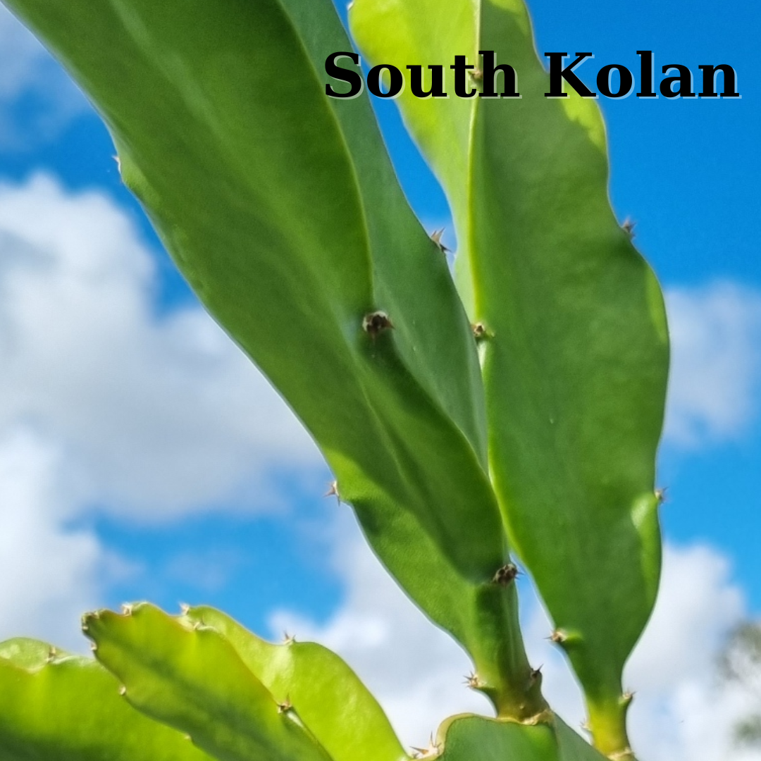 South Kolan Dragon Fruit Plant - Rare Dragon Fruit