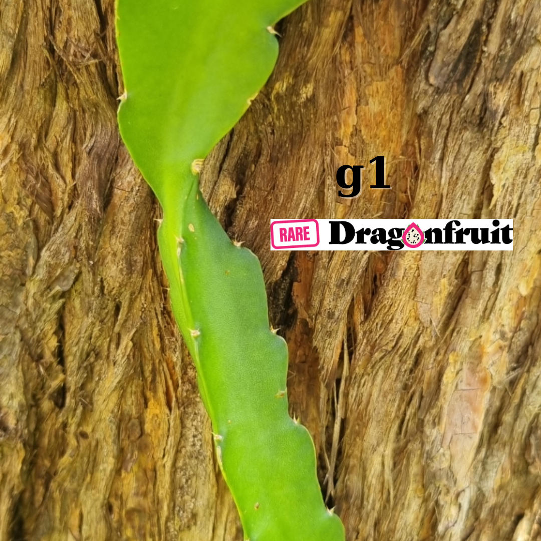 G1 Dragon Fruit - Rare Dragon Fruit