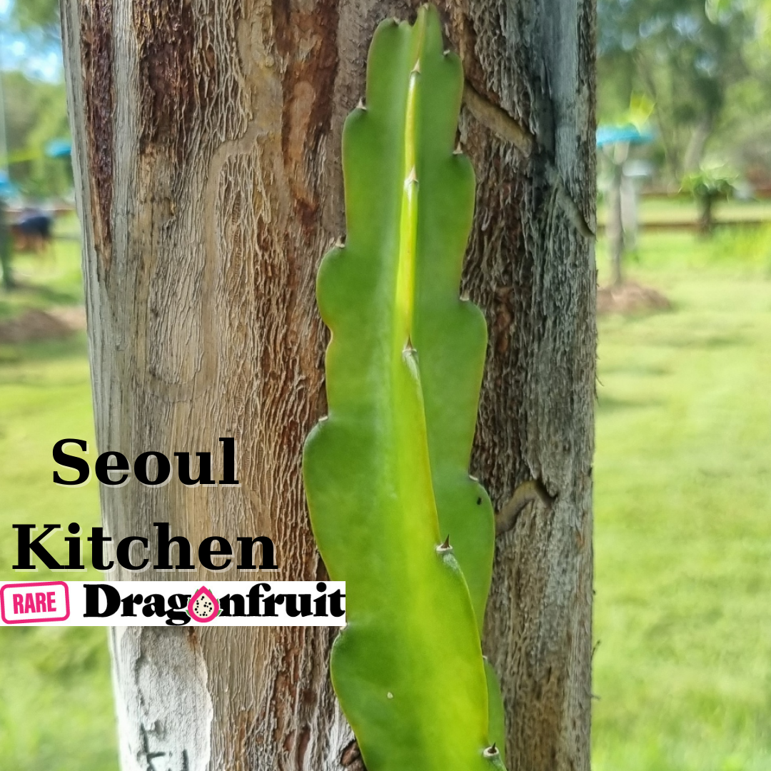 Seoul Kitchen Dragon Fruit - Rare Dragon Fruit