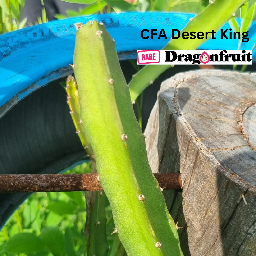 Desert King Australian Variety Dragon Fruit Plant (CFA) - Rare Dragon Fruit