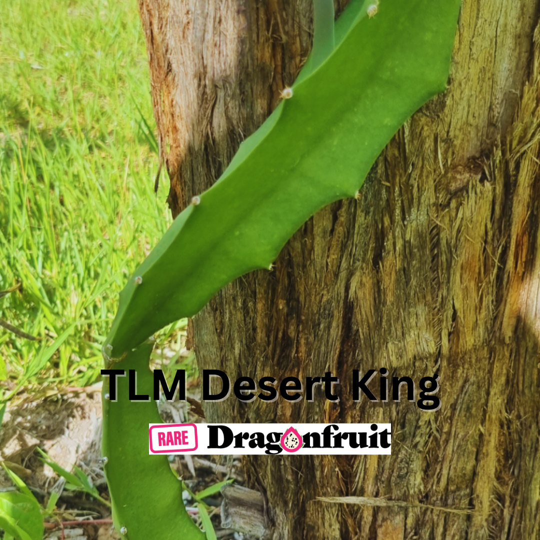 Desert King Dragon Fruit TLM - Rare Dragon Fruit