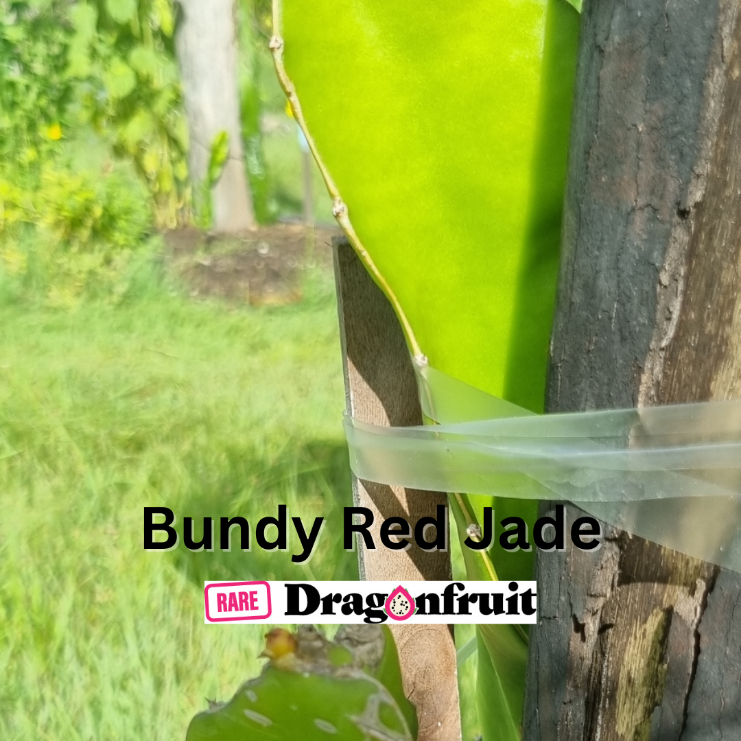 Bundy Red Jade Dragon fruit - Rare Dragon Fruit