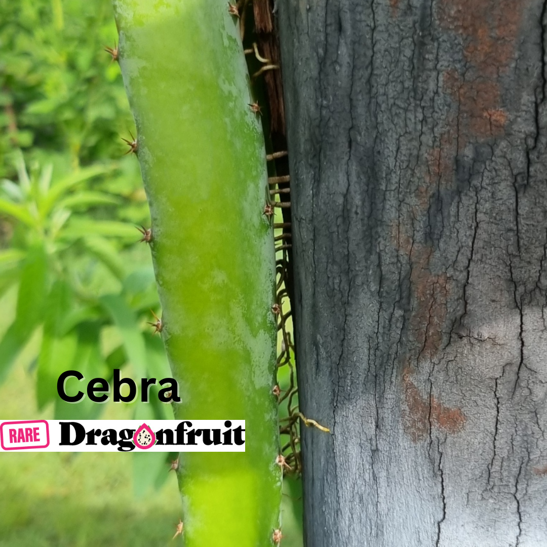 Cebra – Hylocereus polyrhizus dragon fruit - Rare Dragon Fruit