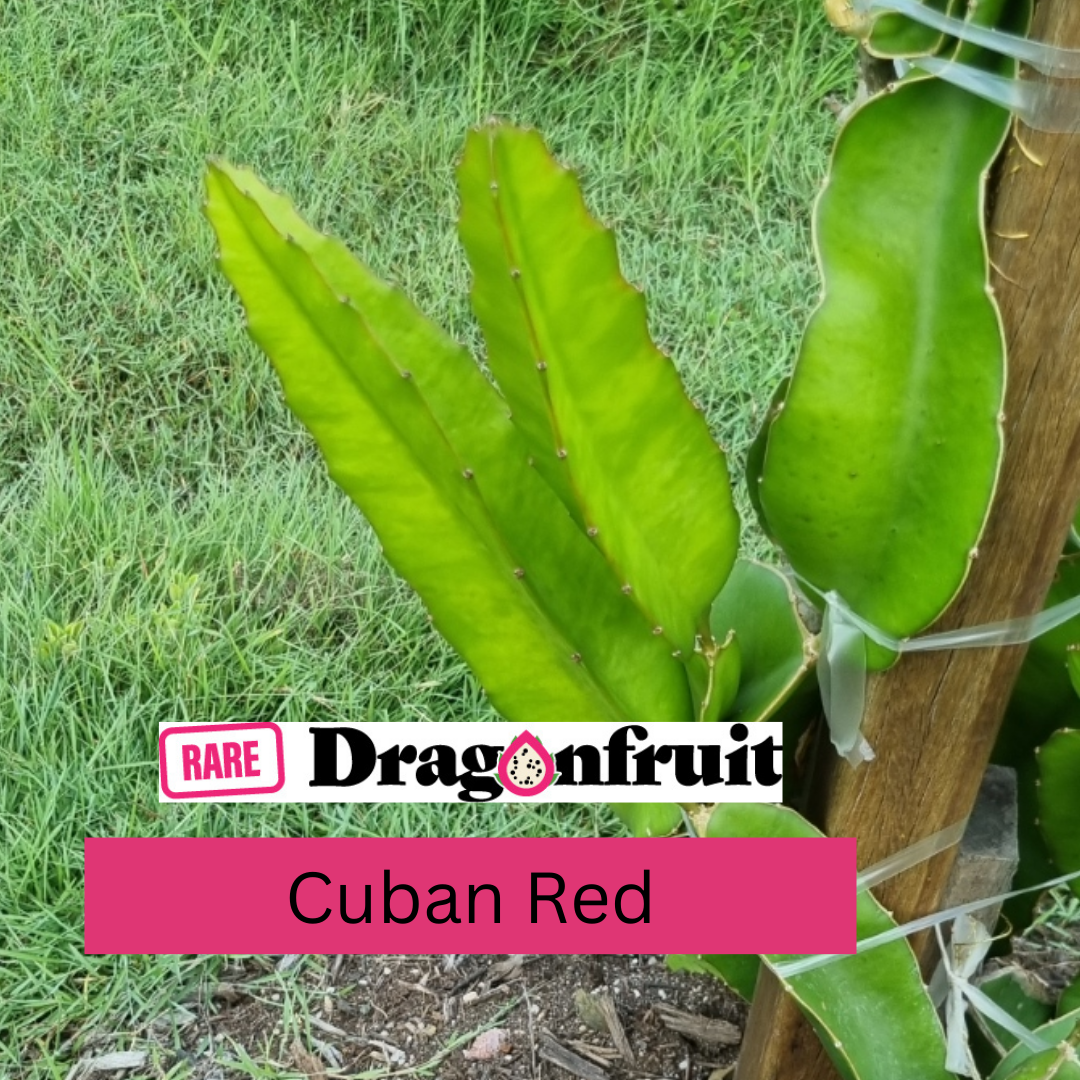 Cuban Red Dragon Fruit