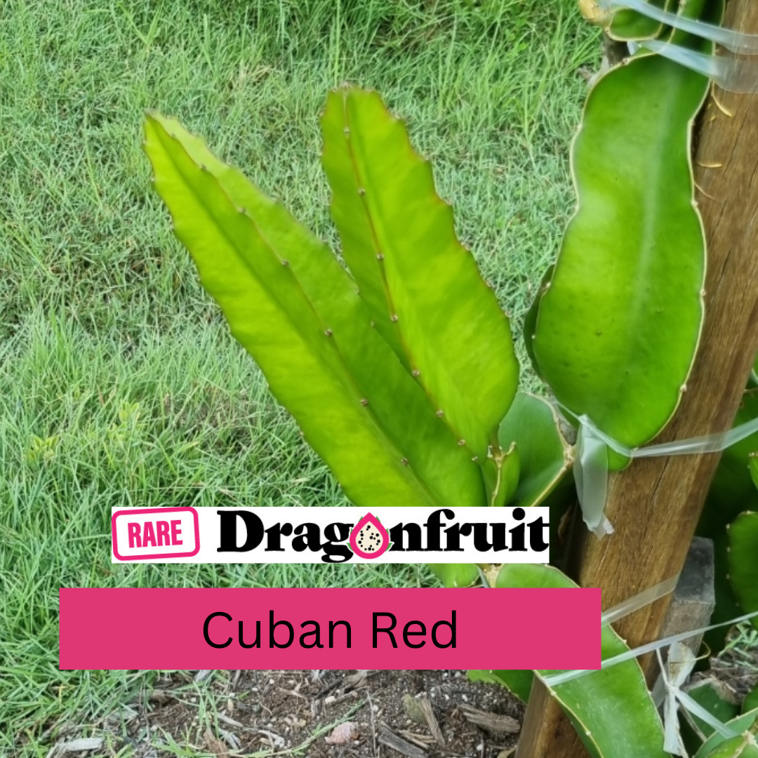 Cuban Red Dragon Fruit - Rare Dragon Fruit