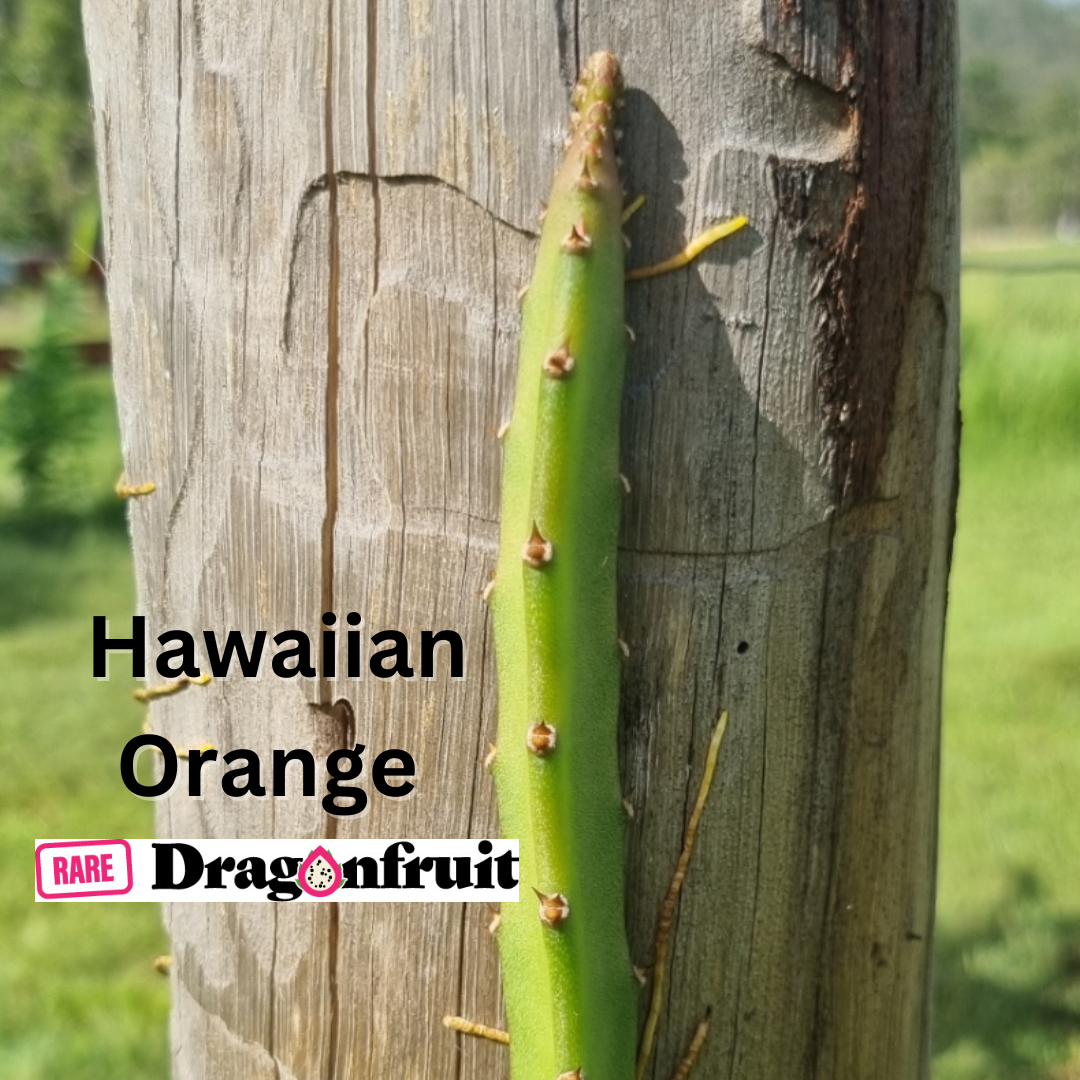 Hawaiian Orange Dragon Fruit - Rare Dragon Fruit