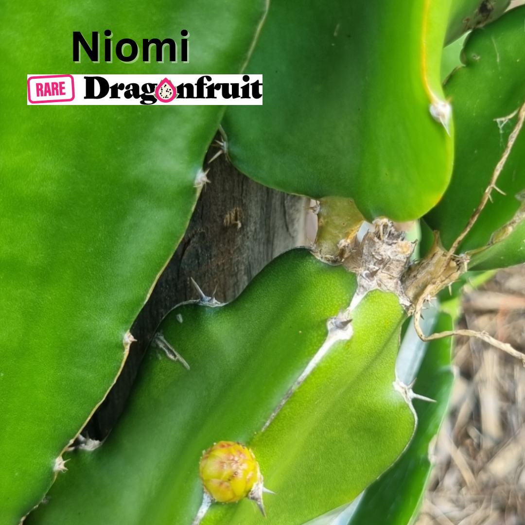 Naomi Dragon Fruit Plant - Rare Dragon Fruit