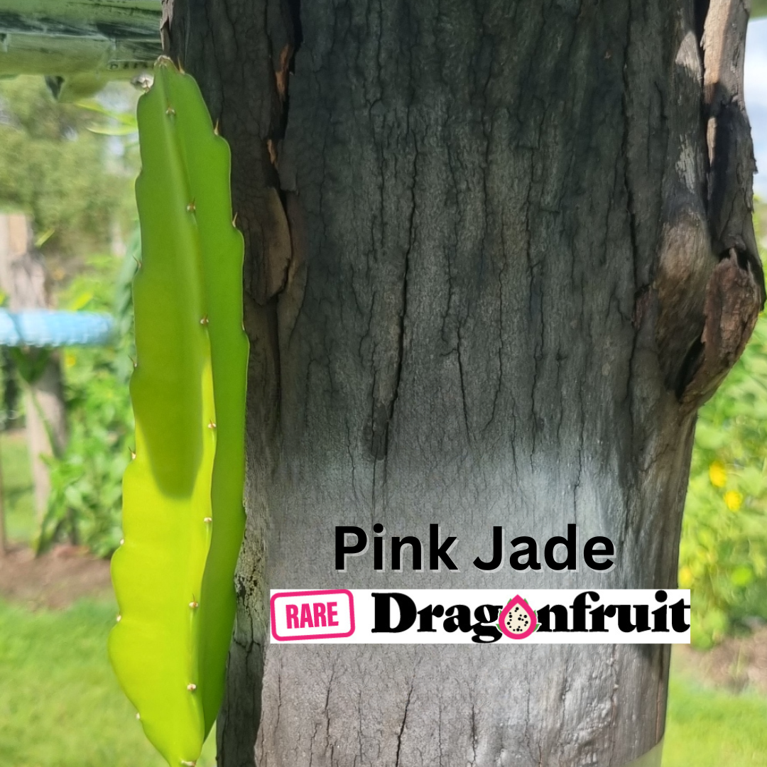 Pink Jade Fruit Plant - Rare Dragon Fruit