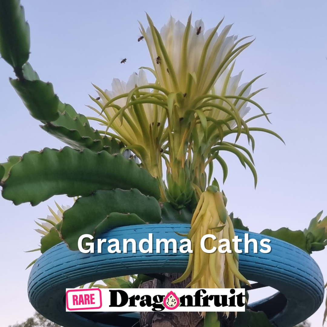 Grandma Cath&#39;s Dragon Fruit NOID - Rare Dragon Fruit