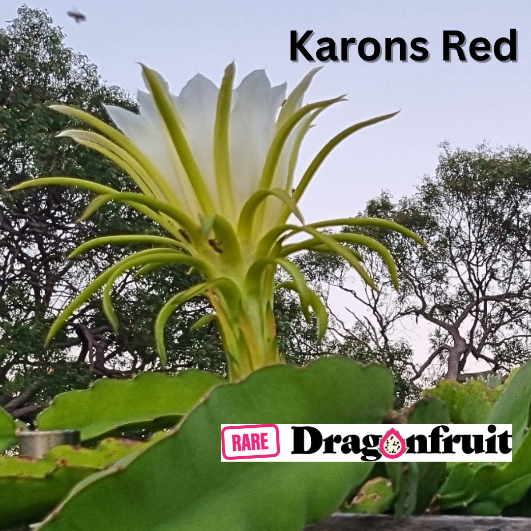 Karon&#39;s Red Dragon Fruit - Rare Dragon Fruit