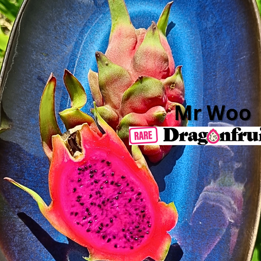 Mr Woo Dragon Fruit - Rare Dragon Fruit