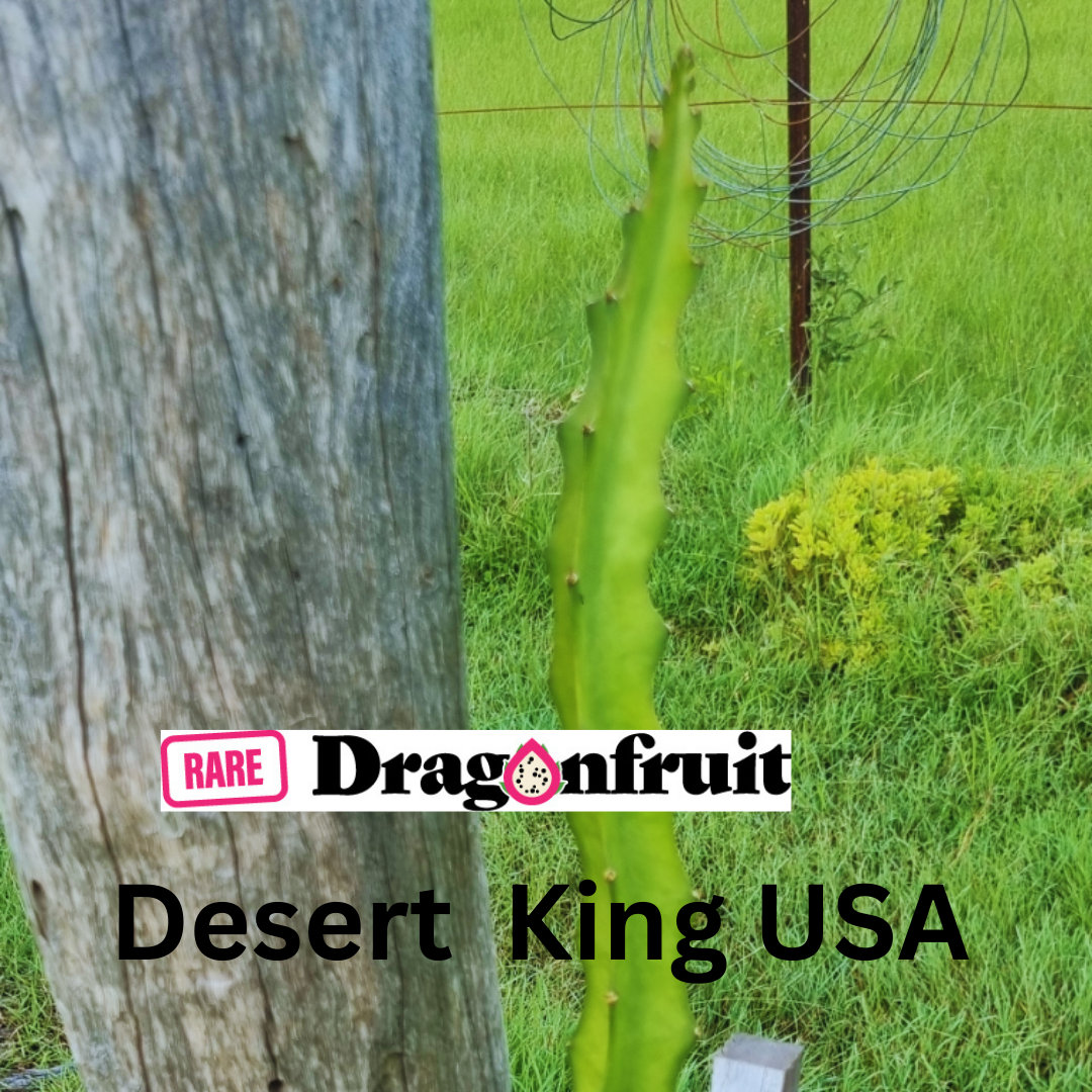 Desert King Dragon Fruit USA- NEW