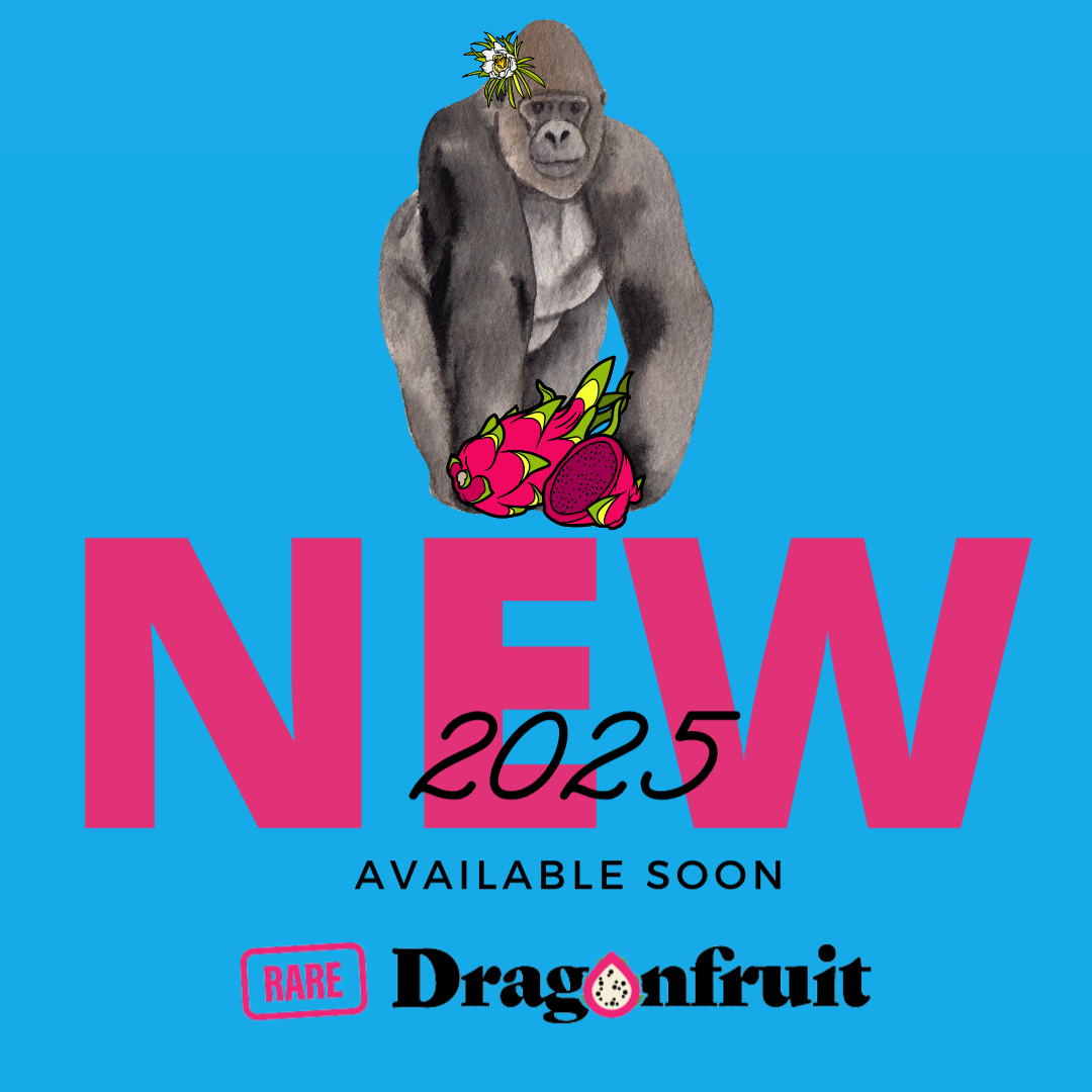 King Kong Dragon Fruit