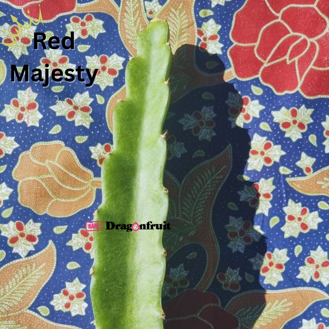 Red Majesty Dragon Fruit