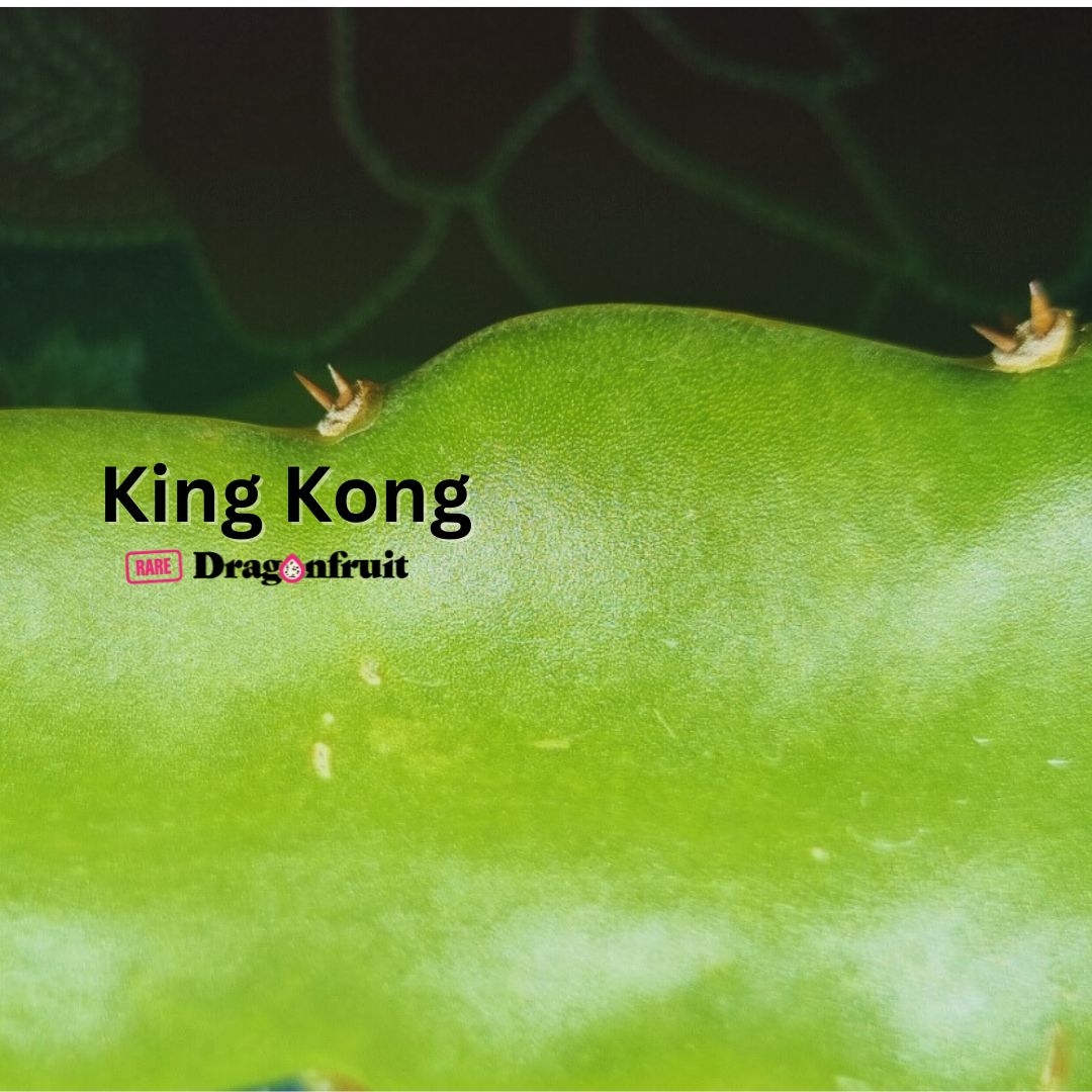 King Kong Dragon Fruit
