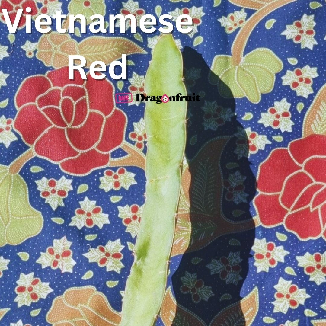 Vietnamese Red Dragon Fruit