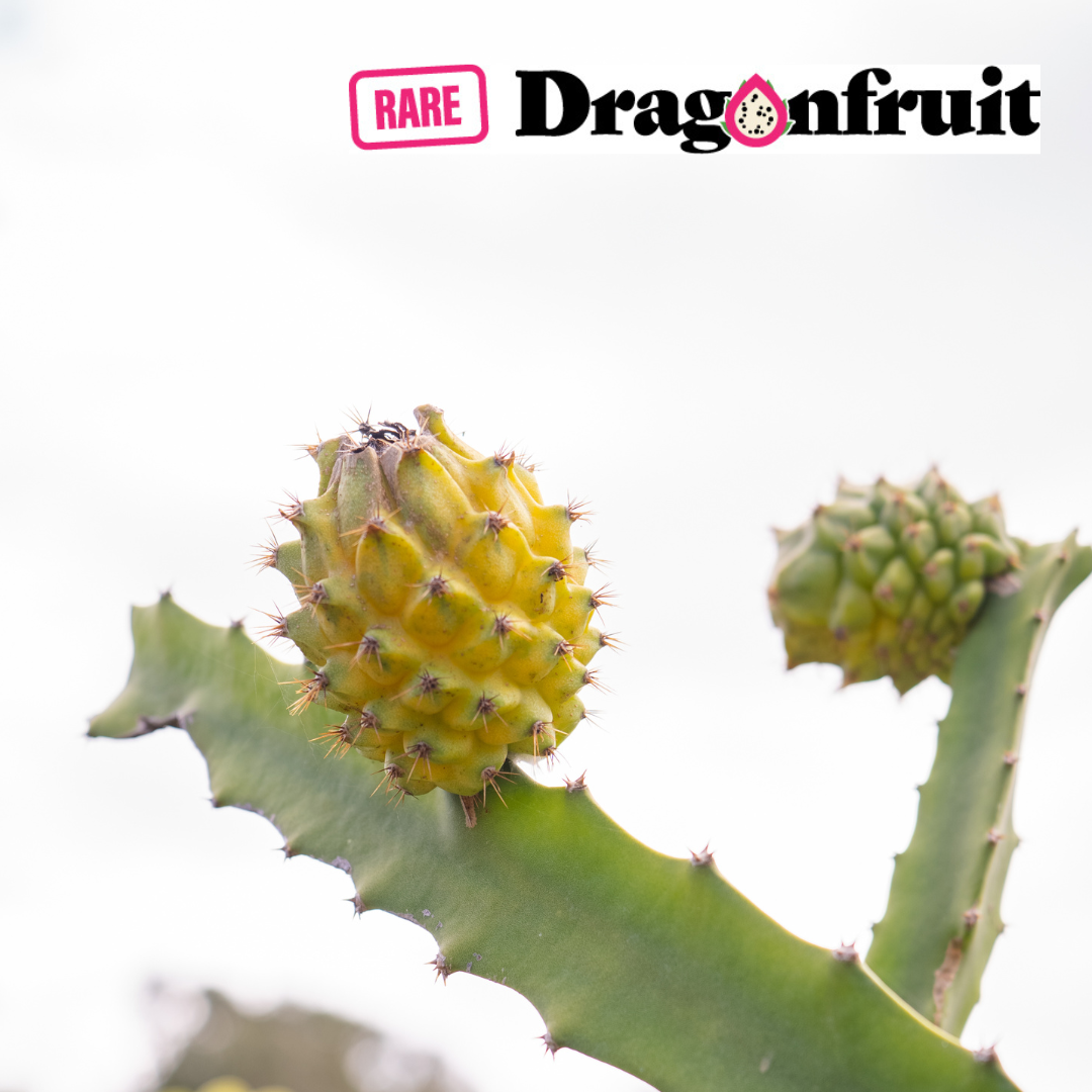 Palora Dragon Fruit