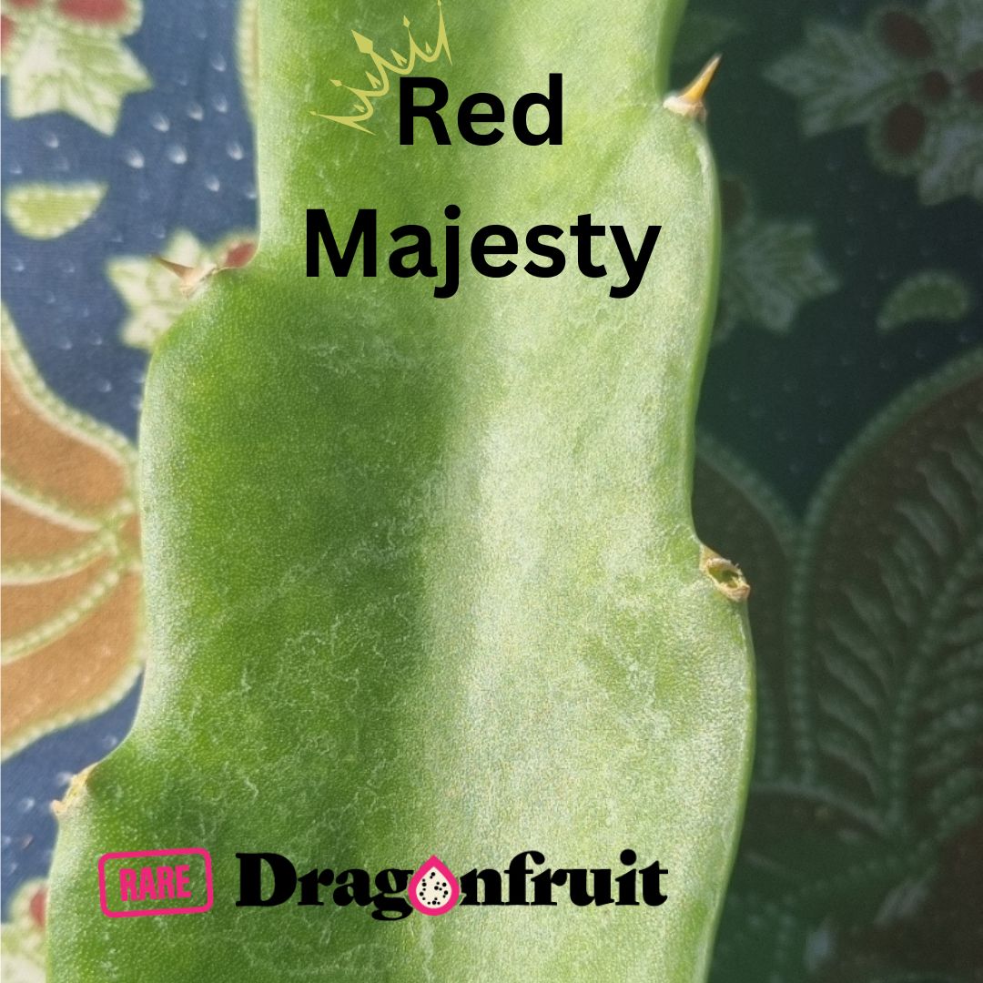 Red Majesty Dragon Fruit