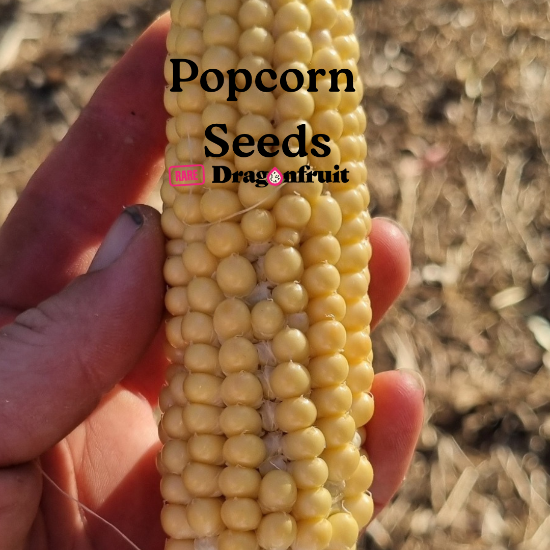 Popcorn Seed Grow your own.