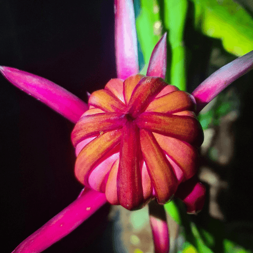 4x Red jade (purple bloom)- Hylocereus guatemalensis X Australia * - Rare Dragon Fruit