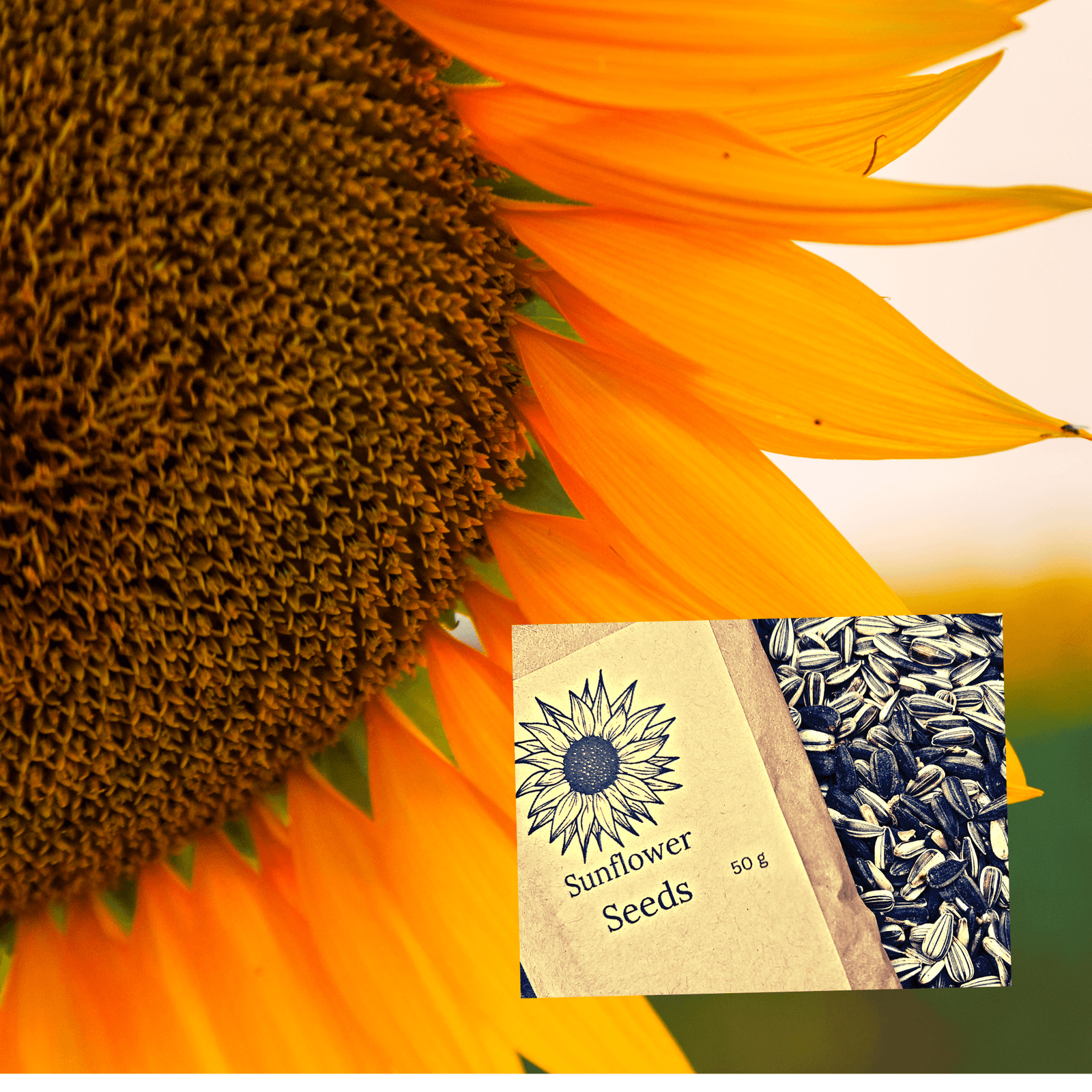 50g Sunflower Seeds- Bee and bird attracting - Rare Dragon Fruit