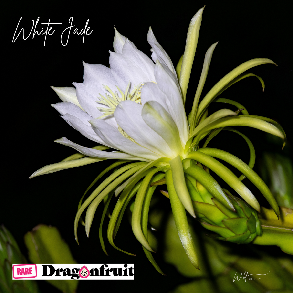 White Jade- Hylocereus undatus X Australian Dragon Fruit