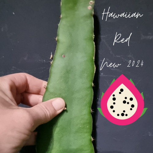 Hawaiian Red Dragon Fruit