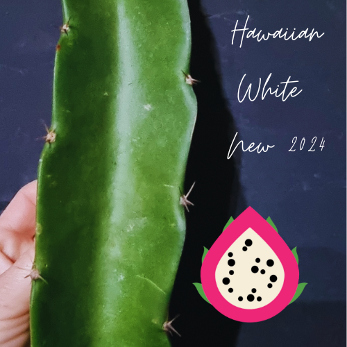 Hawaiian White Dragon Fruit Cutting