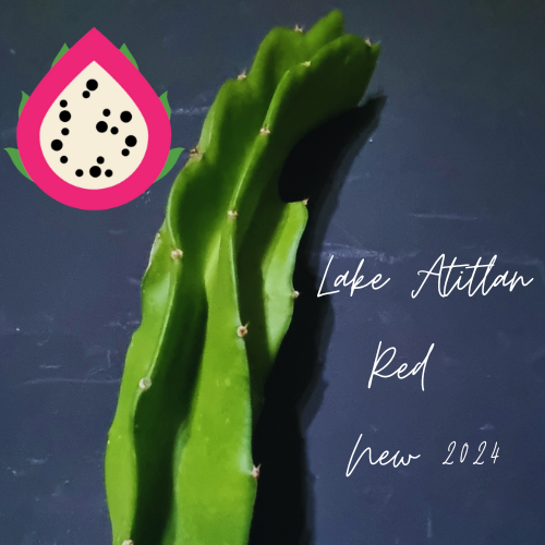 Lake Atitlan Red Dragon Fruit - Hylocereus polyrhizus
