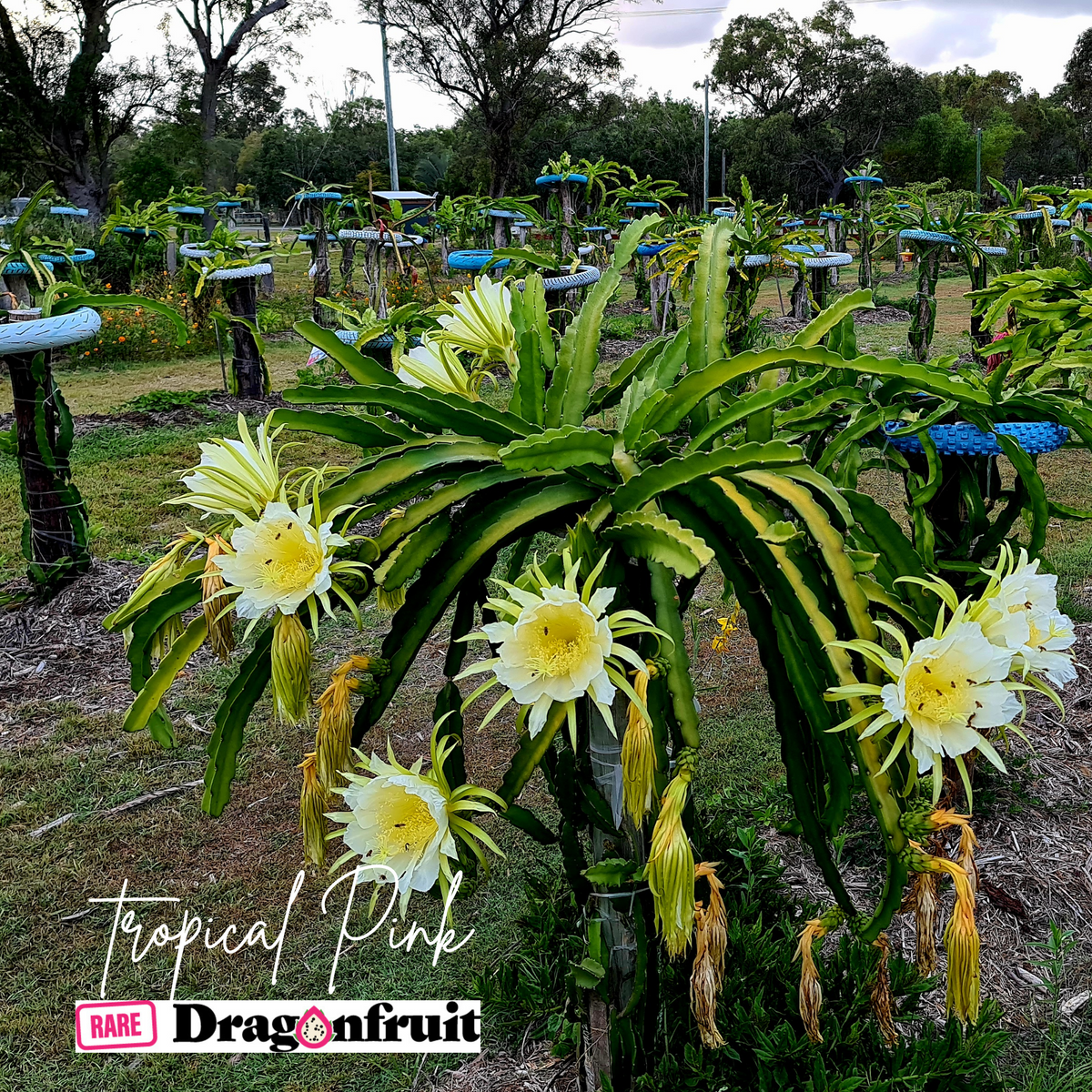 Tropical Pink Dragon Fruit