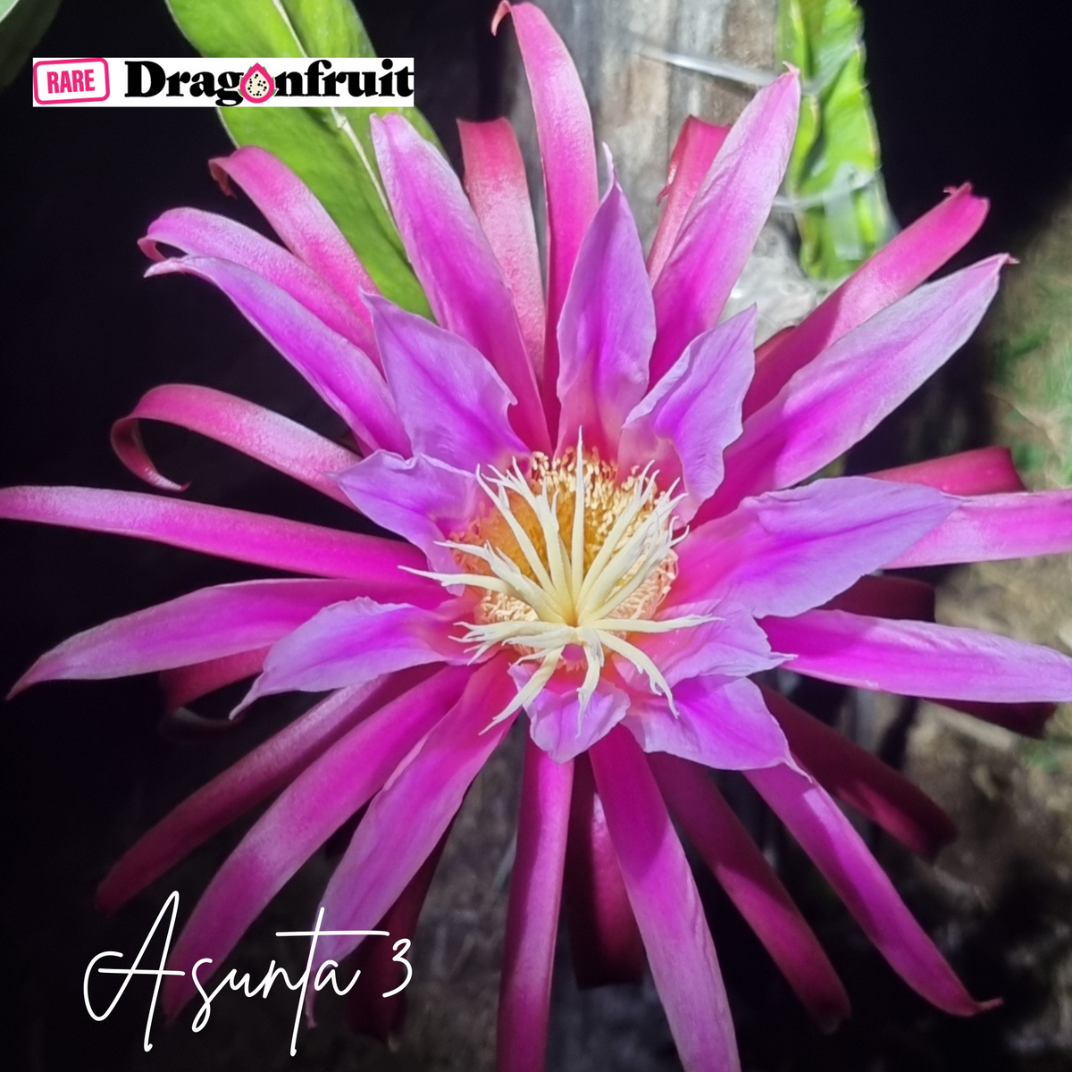 Asunta 3 Dragon Fruit