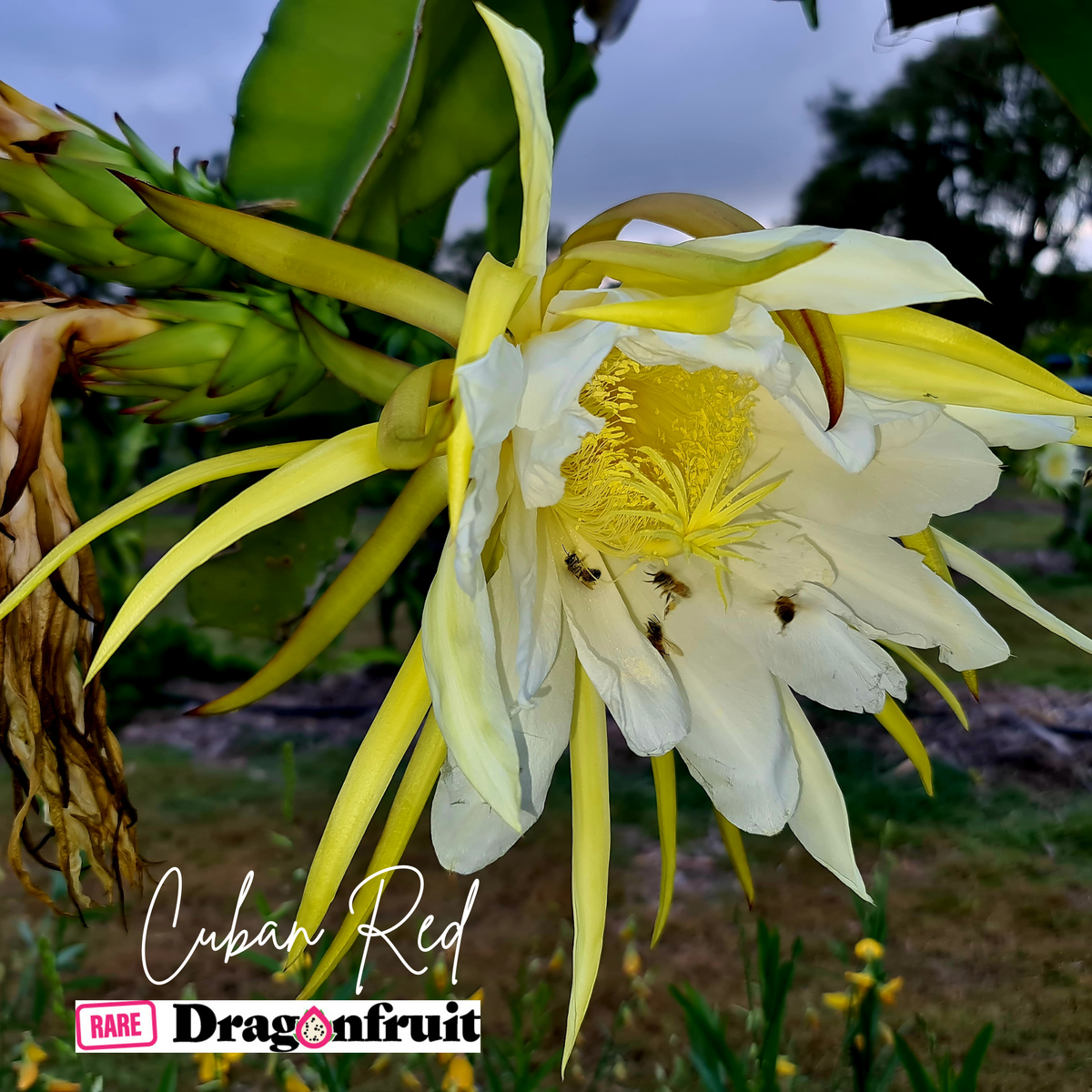 Bien Hoa Red – Hylocereus guatemalensis  dragon fruit